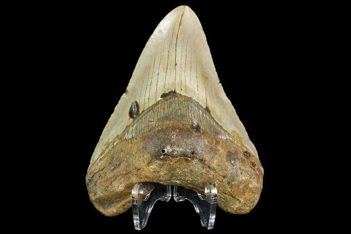 Fossil Megalodon Tooth - North Carolina #109000